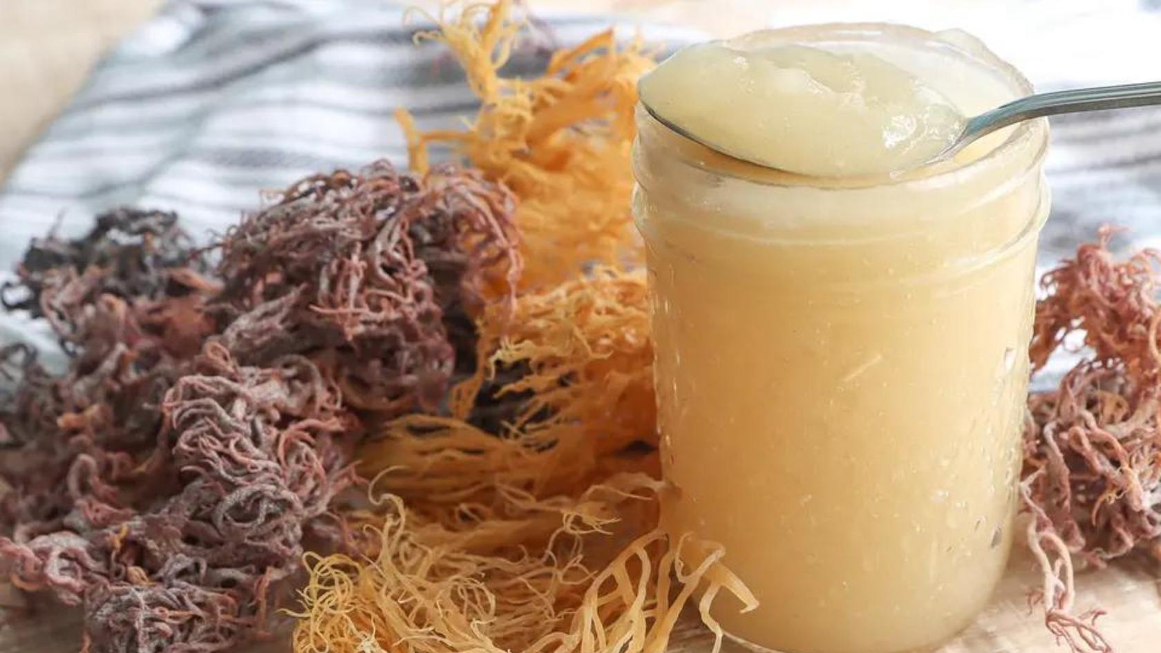 Sea Moss Gel selber machen | DIY Anleitung | Sea Moss kaufen