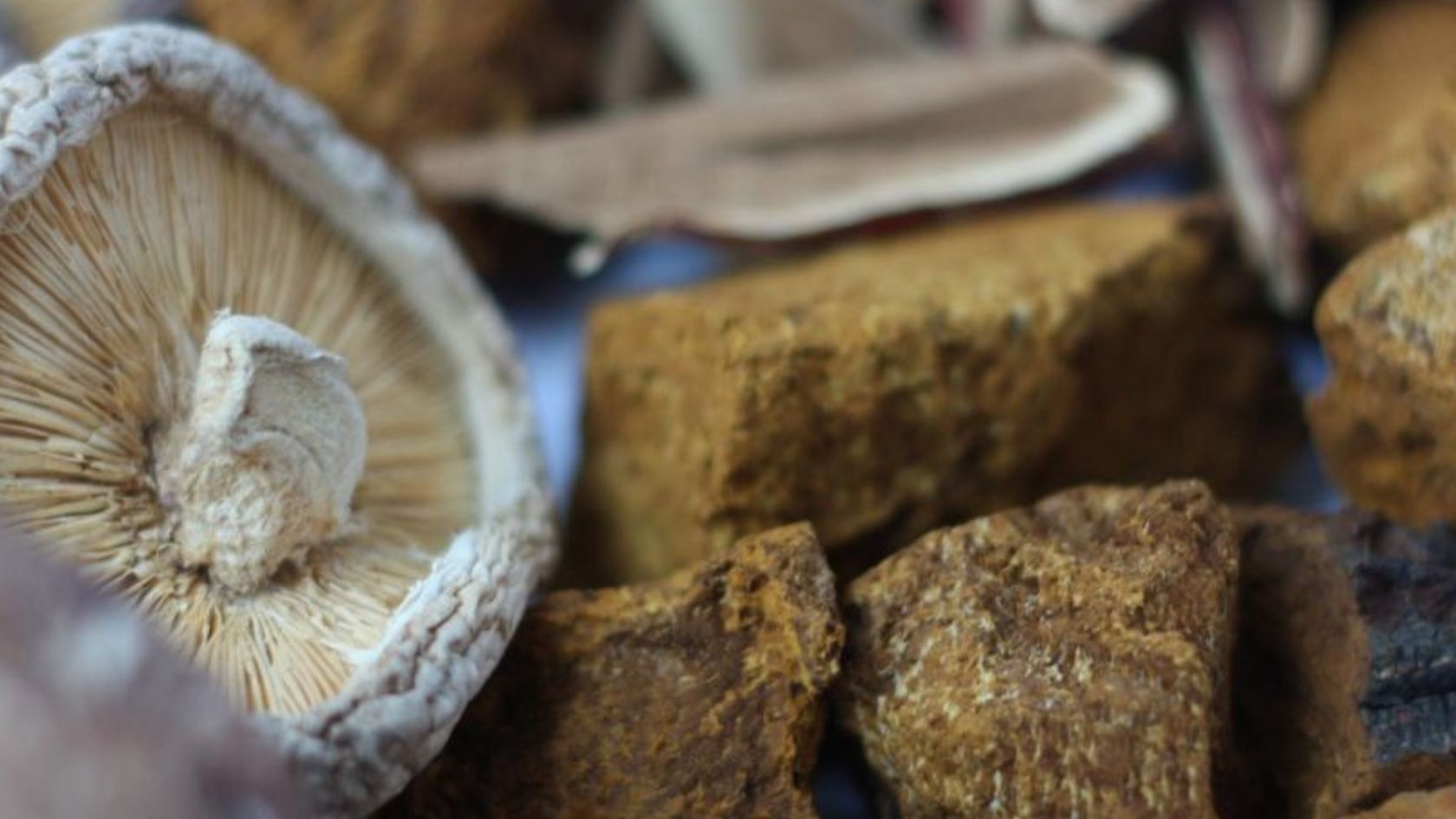 Vitalpilze wie Chaga oder Lions Mane werden immer beliebter