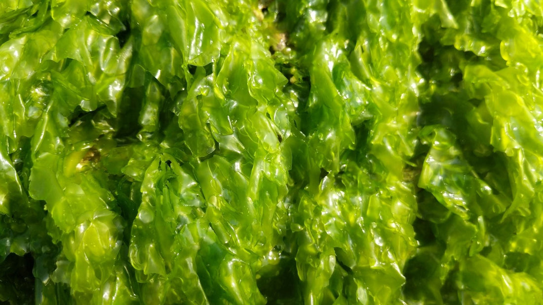 Verschiedene Effekte und Anwendungsmöglichkeiten von Algen