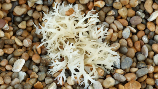 Sea Moss Gel selber machen? Die DIY Anleitung von Green Helpers!