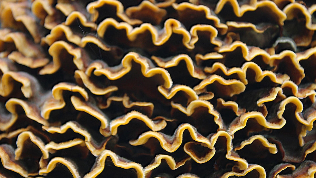 Vitalpilze – natürliche Helfer im Trend