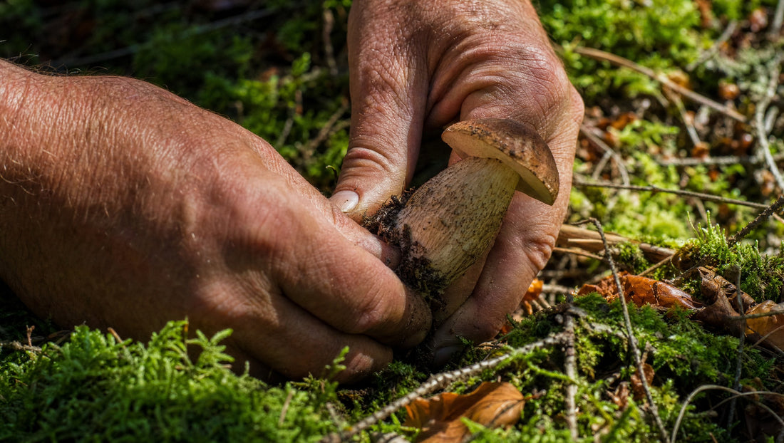 Hände drehen einen Wildpilz aus dem moosigen Waldboden, Erde rieselt zwischen den Fingern