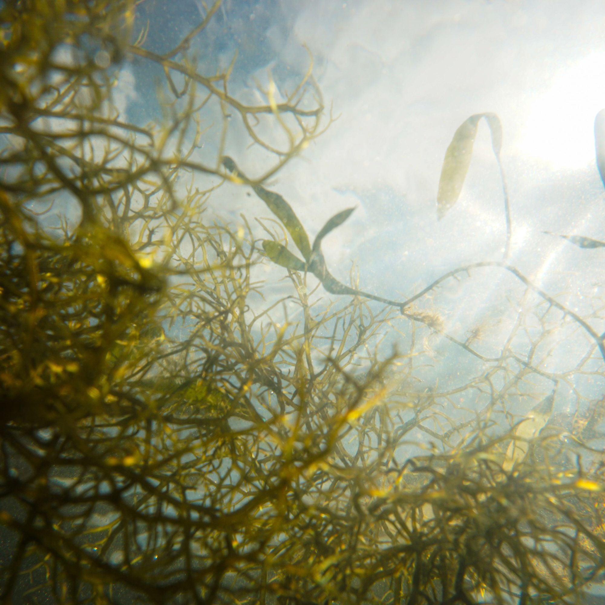 Unterwasseraufnahme von grünen Algen, die sich im Sonnenlicht sanft im Wasser bewegen. Die Lichtstrahlen brechen durch die Wasseroberfläche und erzeugen ein natürliches, ruhiges Ambiente