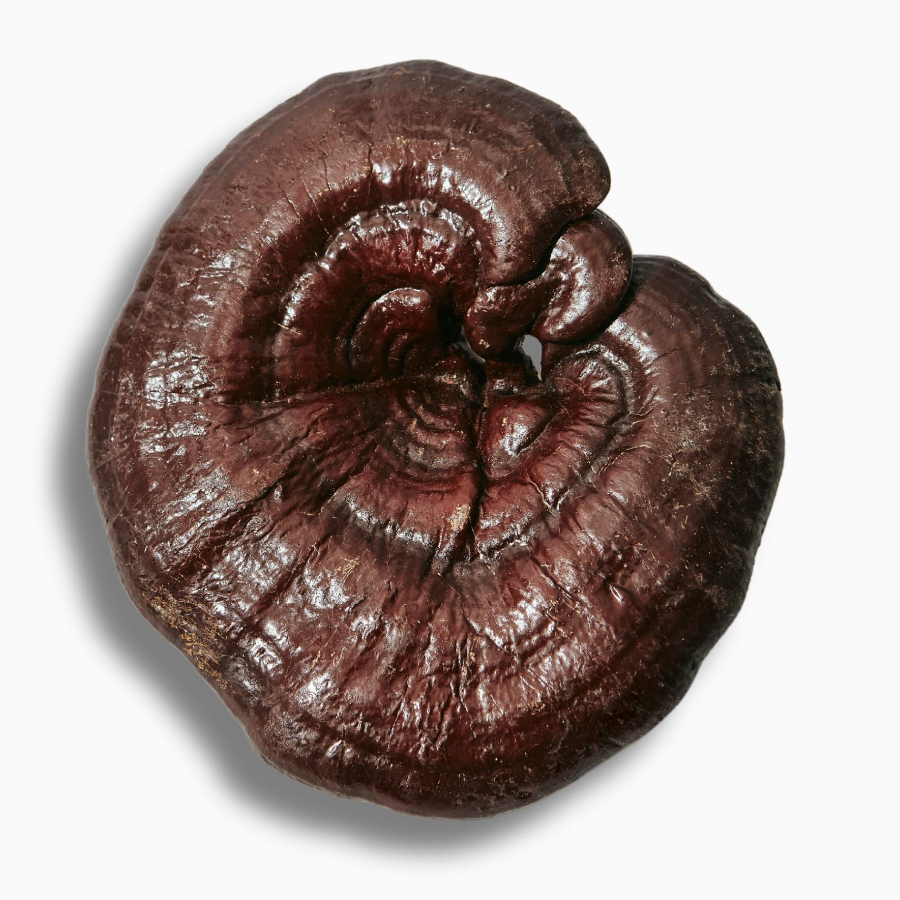 Reishi Pulver günstig kaufen Vitalpilz Bio 