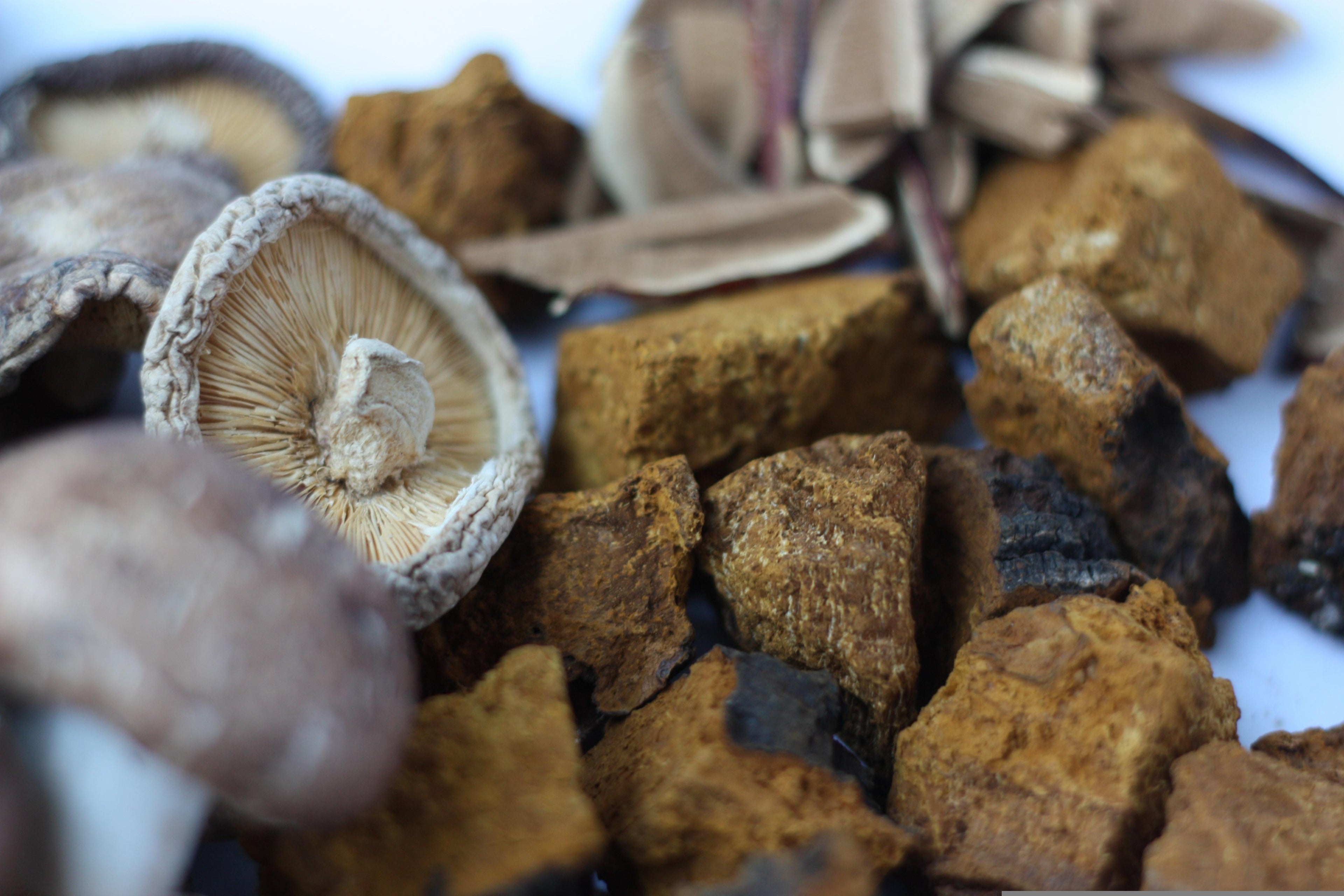 Nahaufnahme einer Mischung aus getrockneten Pilzen und Chaga-Stücken auf weißem Hintergrund. Deutlich sichtbar sind die Lamellen eines Pilzes und die rauen, braunen Texturen der Chaga-Stücke.
